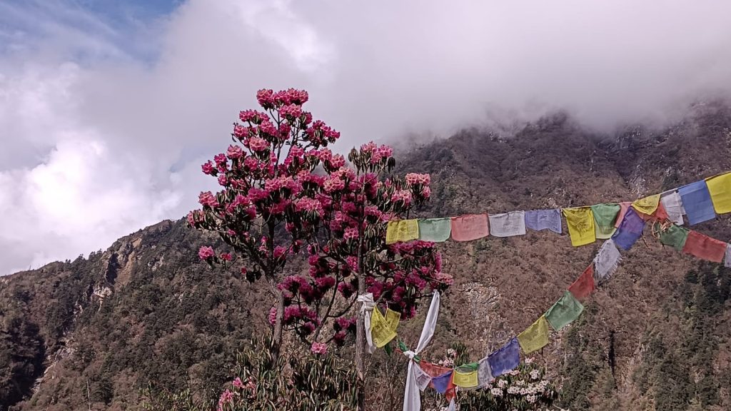 Wild rhododendron flowers in full bloom in the Himalayan region.