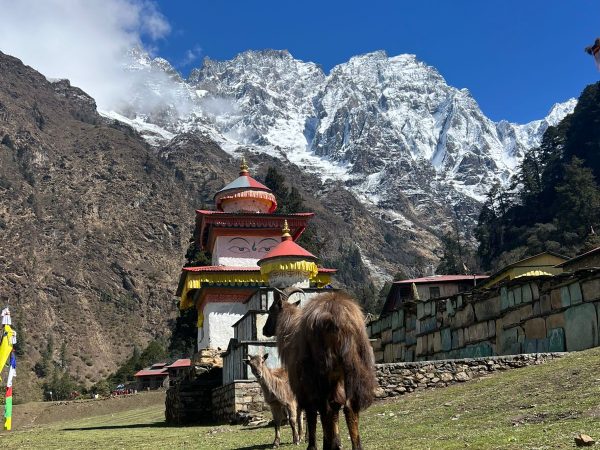 serang-gompa-yak