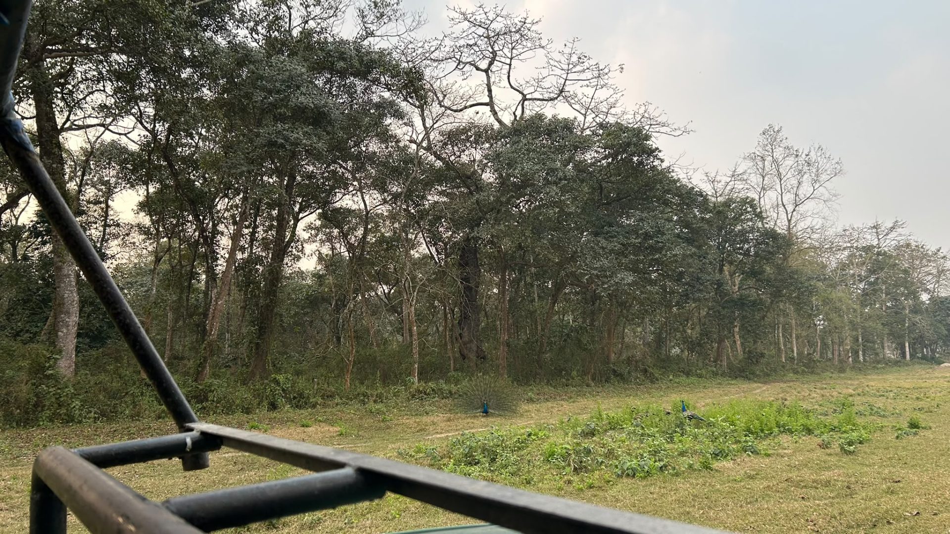 Chitwan-Jungle-Safari
