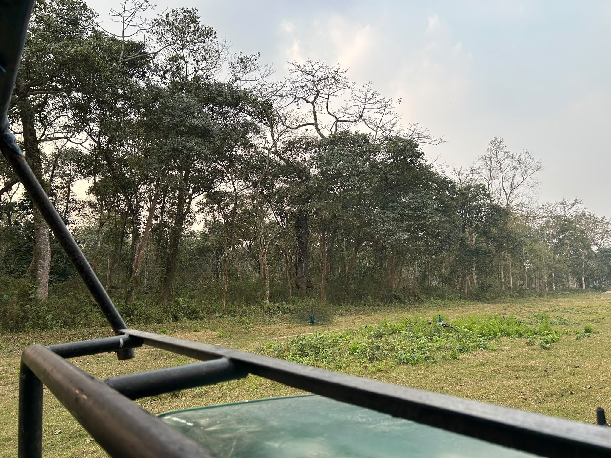 Chitwan-Jungle-Safari