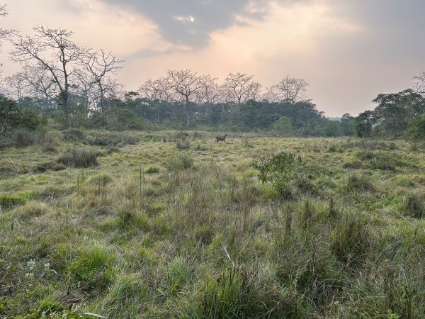 chitwan-wildlife-safari
